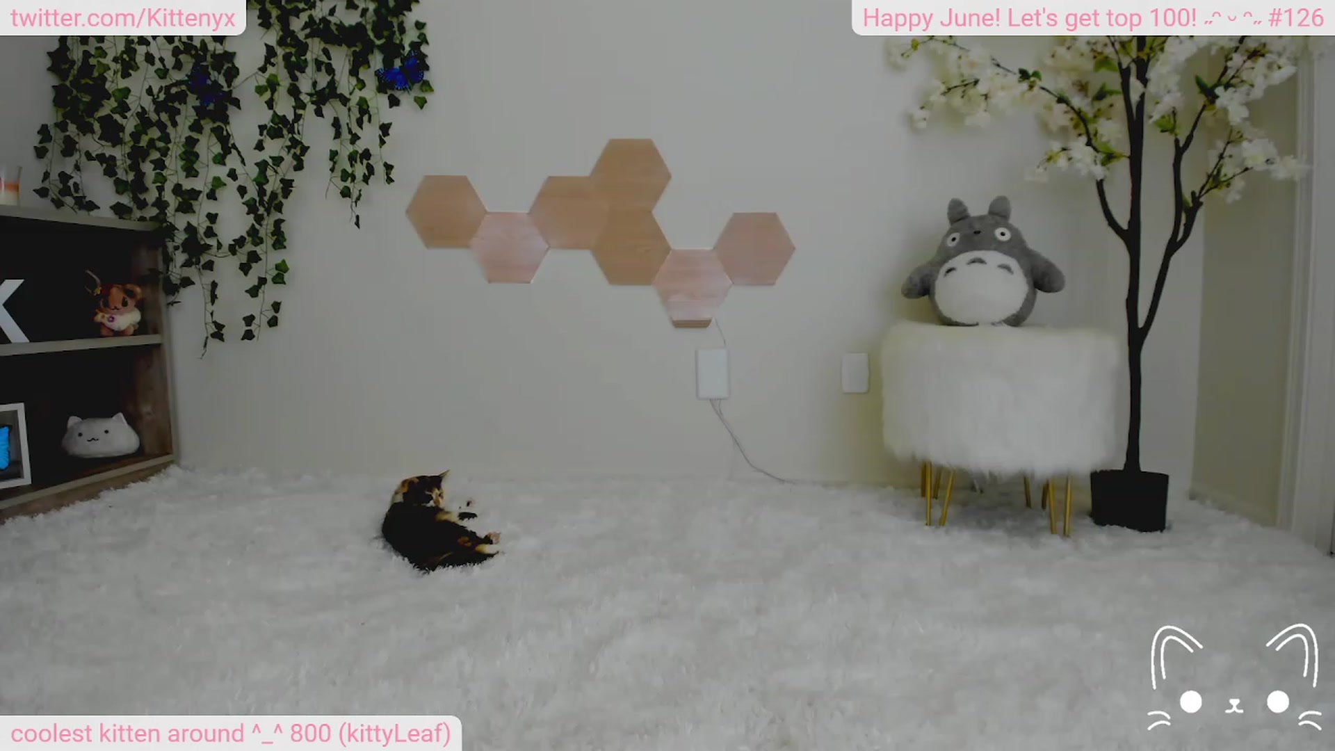 Gallery image thumbnail from Kittenyx's myfreecams stream on, 06/25/2023, 06:36 image 9 of 20