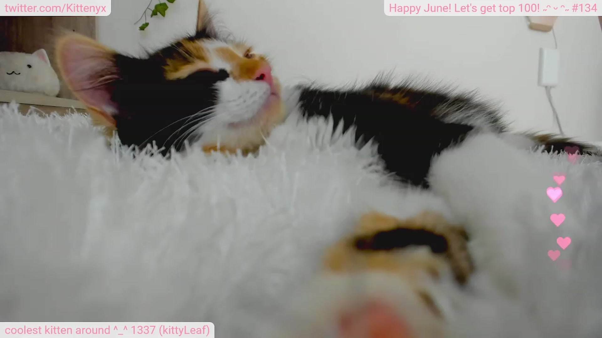 Gallery image thumbnail from Kittenyx's myfreecams stream on, 06/27/2023, 05:42 image 2 of 20