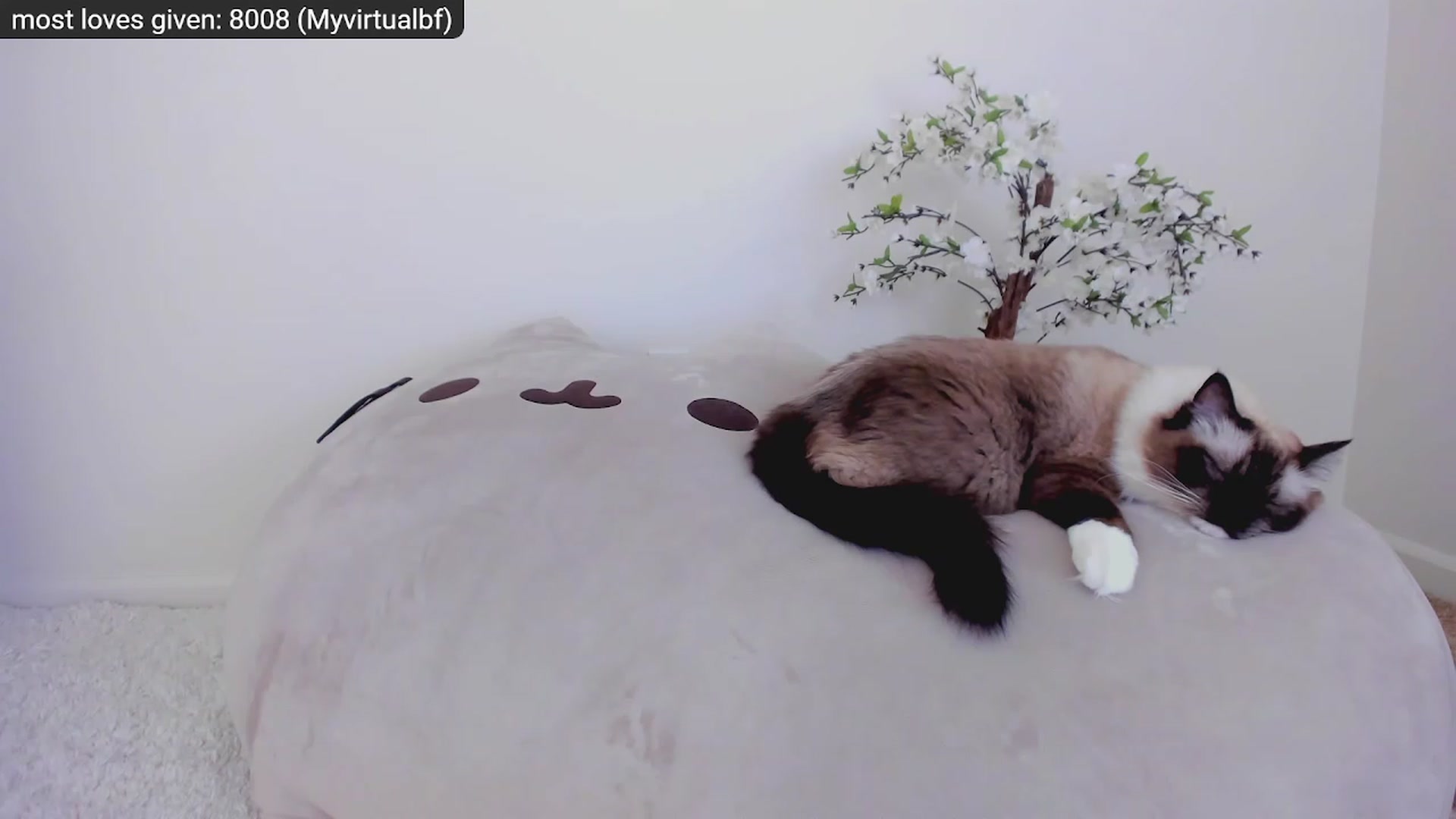 Gallery image thumbnail from Kitty's myfreecams stream on, 11/27/2022, 06:02 image 4 of 20