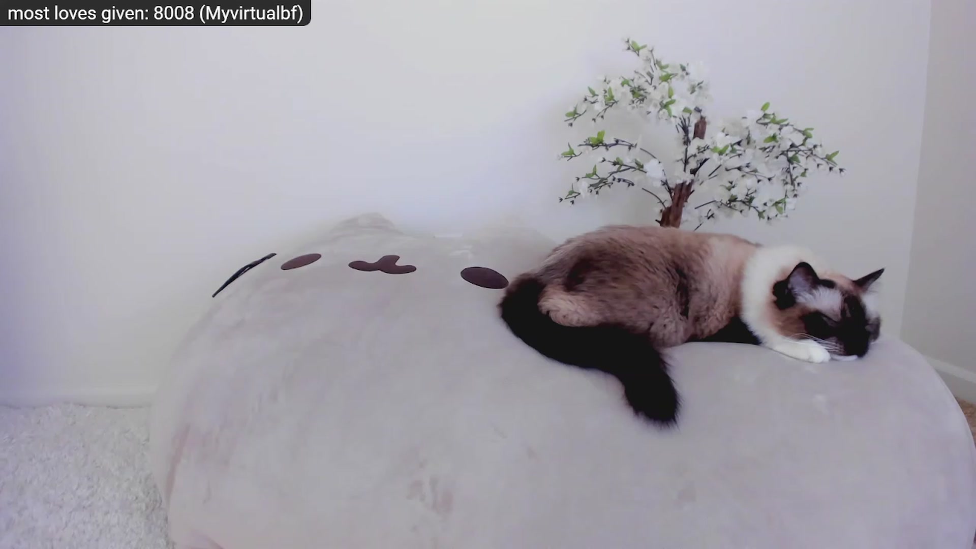 Gallery image thumbnail from Kitty's myfreecams stream on, 11/27/2022, 06:02 image 14 of 20