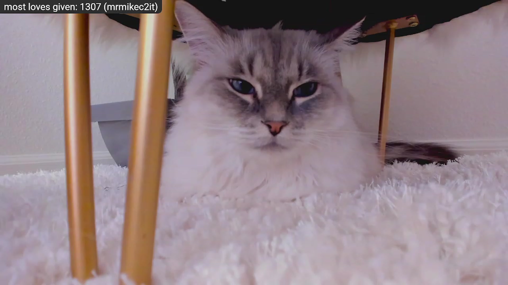 Gallery image thumbnail from Kitty's myfreecams stream on, 12/29/2022, 09:18 image 7 of 20