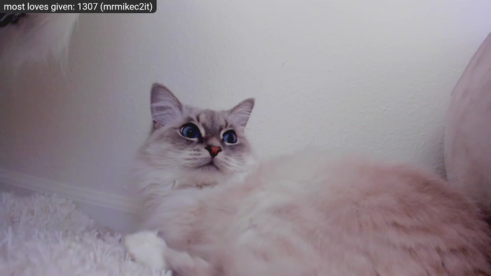 Gallery image thumbnail from Kitty's myfreecams stream on, 12/29/2022, 09:18 image 19 of 20
