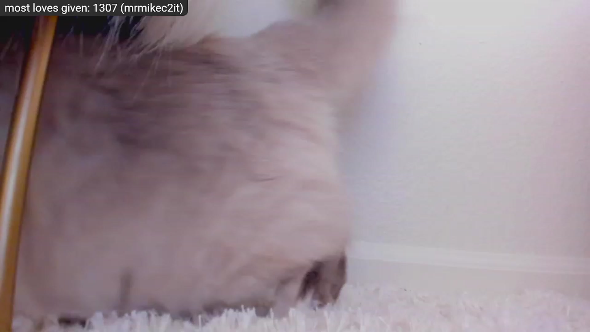 Gallery image thumbnail from Kitty's myfreecams stream on, 12/29/2022, 09:18 image 3 of 20