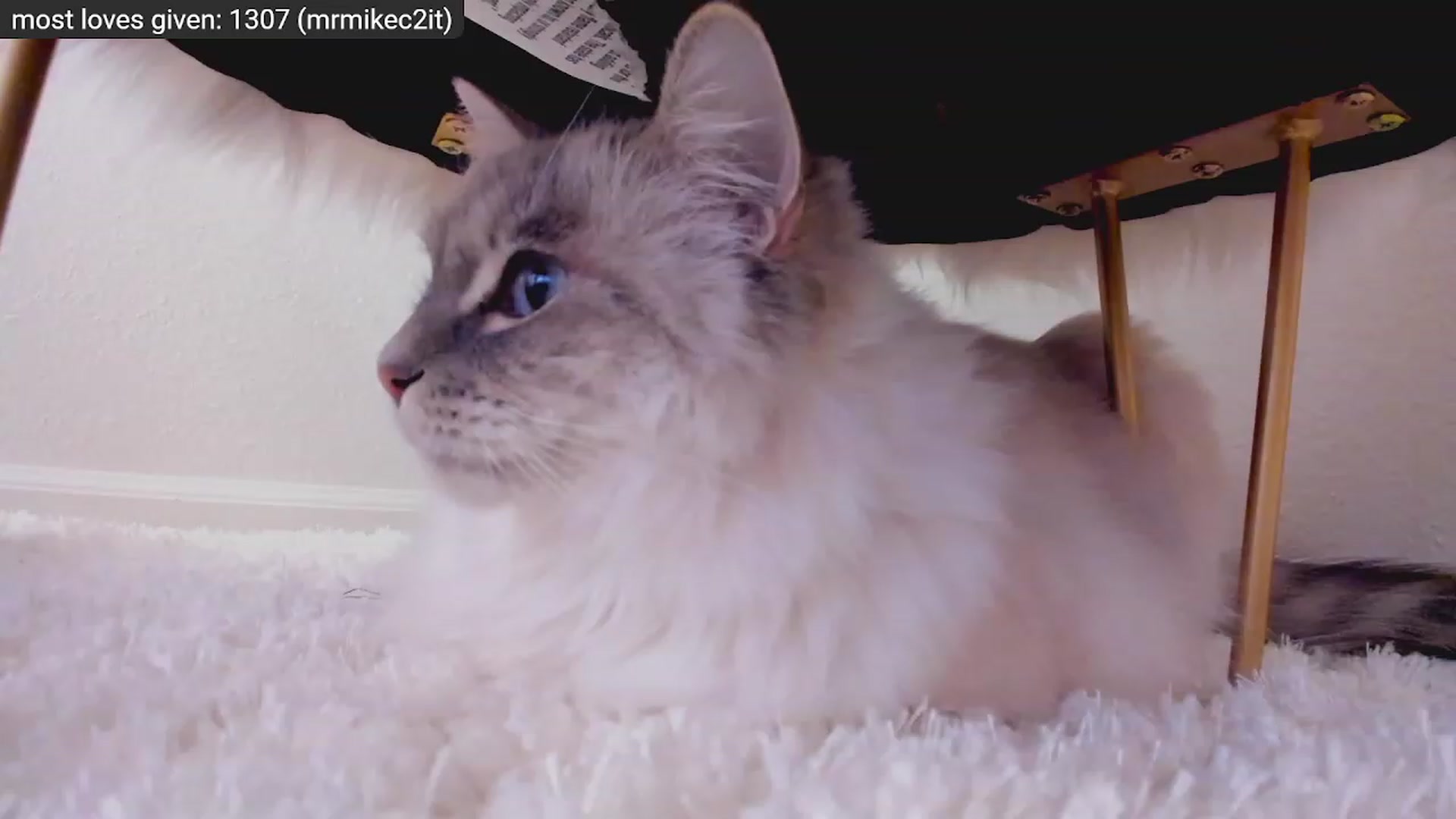Gallery image thumbnail from Kitty's myfreecams stream on, 12/29/2022, 09:18 image 4 of 20