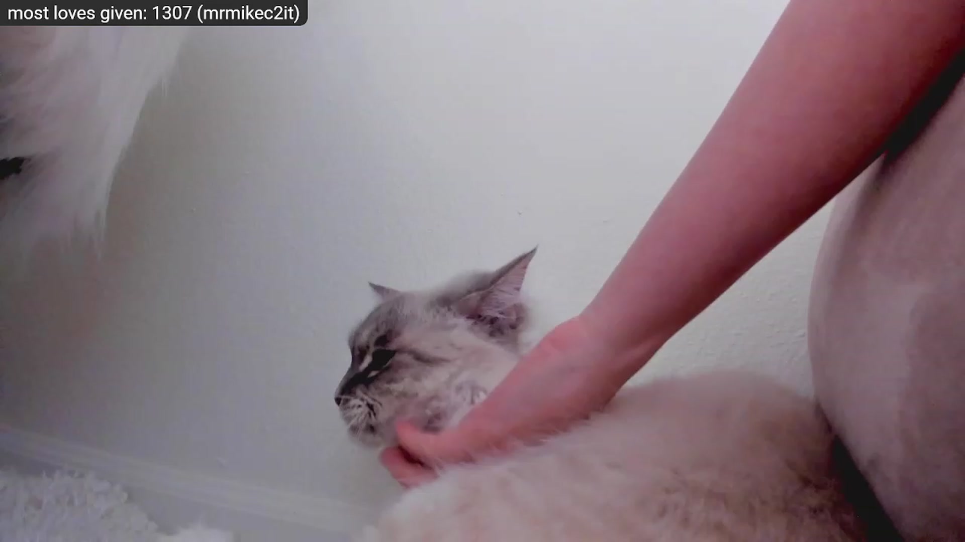 Gallery image thumbnail from Kitty's myfreecams stream on, 12/29/2022, 09:18 image 16 of 20