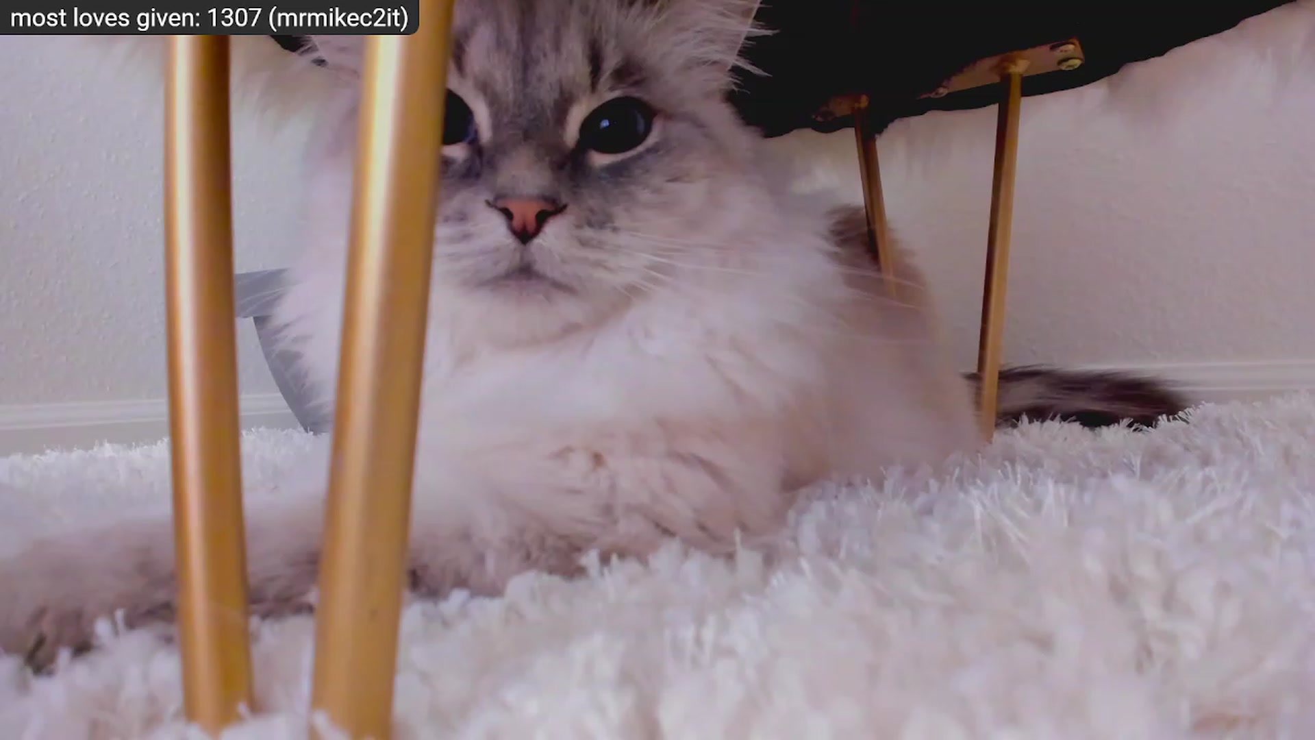 Gallery image thumbnail from Kitty's myfreecams stream on, 12/29/2022, 09:18 image 8 of 20