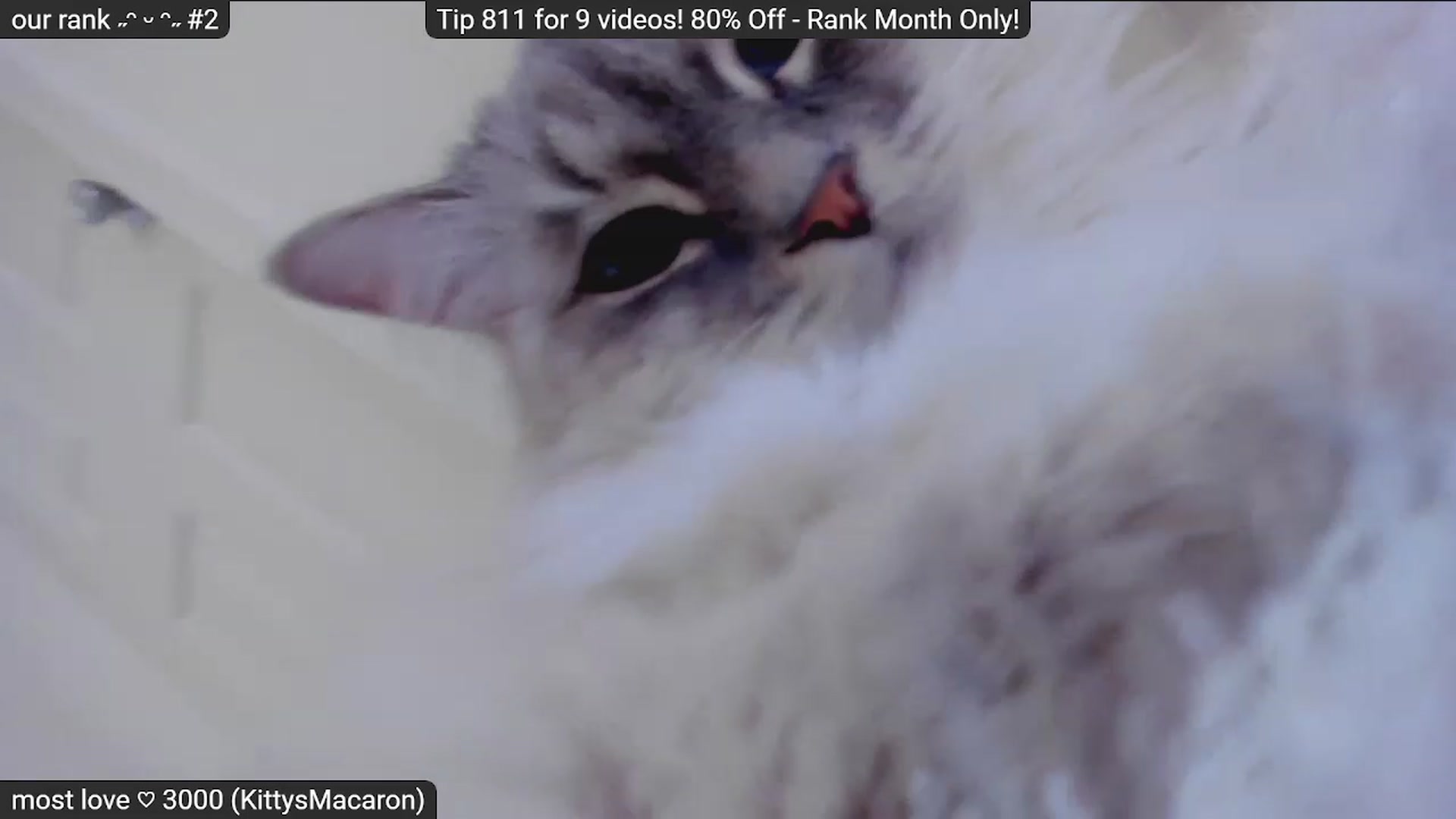 Gallery image thumbnail from Kitty's myfreecams stream on, 01/31/2023, 09:29 image 18 of 20