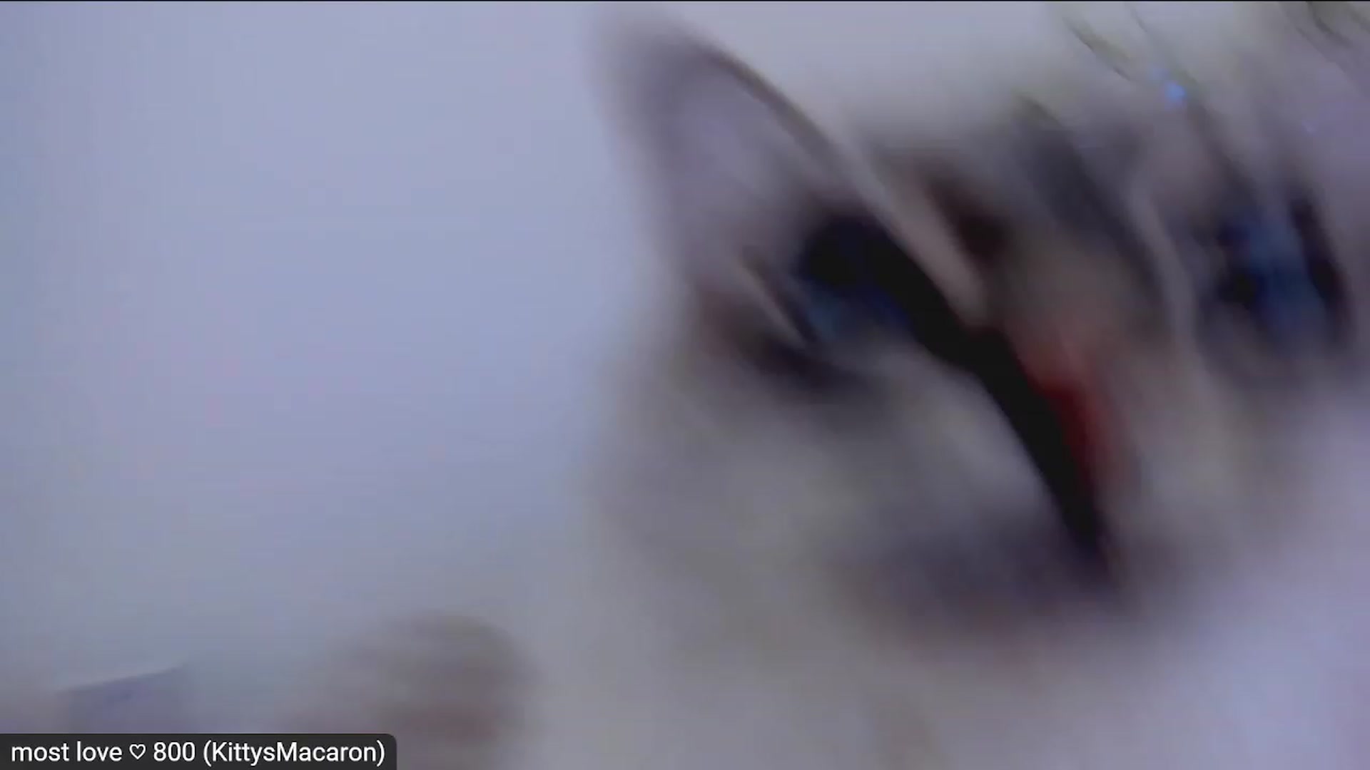 Gallery image thumbnail from Kitty's myfreecams stream on, 02/16/2023, 07:44 image 16 of 20