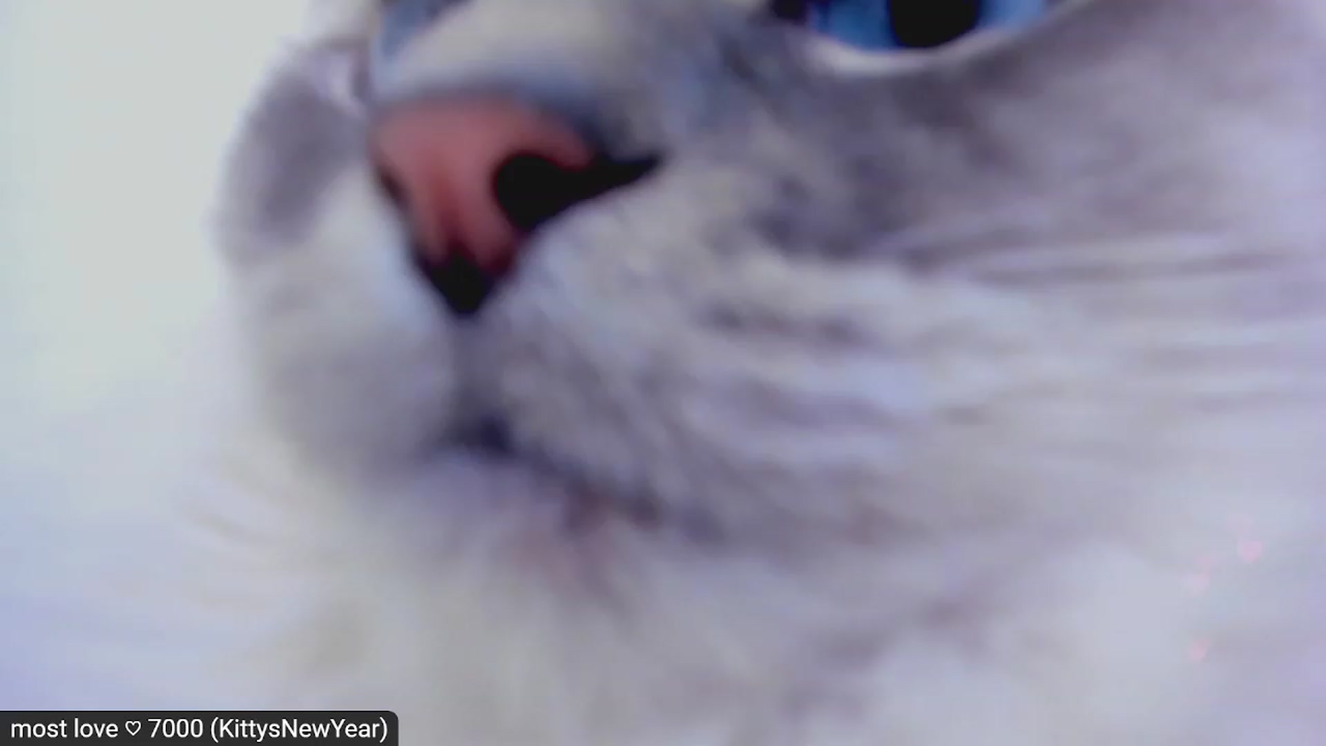 Gallery image thumbnail from Kitty's myfreecams stream on, 02/21/2023, 08:26 image 16 of 20