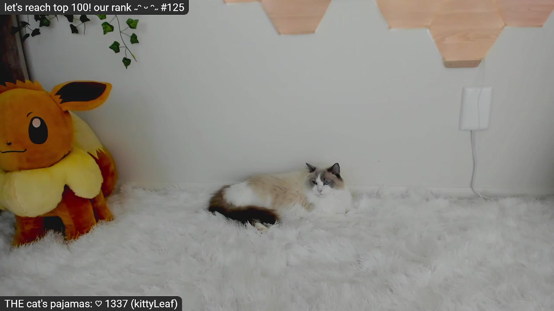 Gallery image thumbnail from Kitty's myfreecams stream on, 03/17/2023, 05:57 image 4 of 20