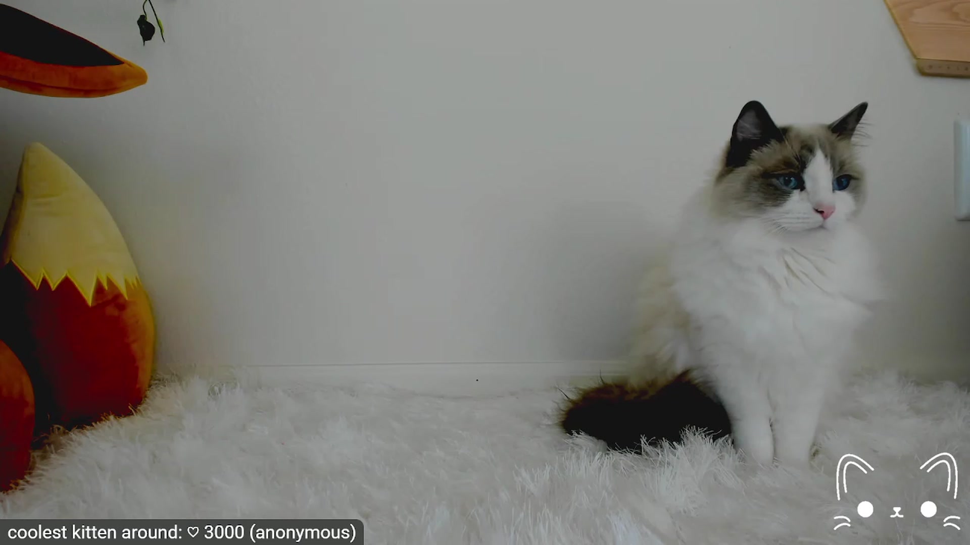 Gallery image thumbnail from Kitty's myfreecams stream on, 04/13/2023, 06:06 image 5 of 20