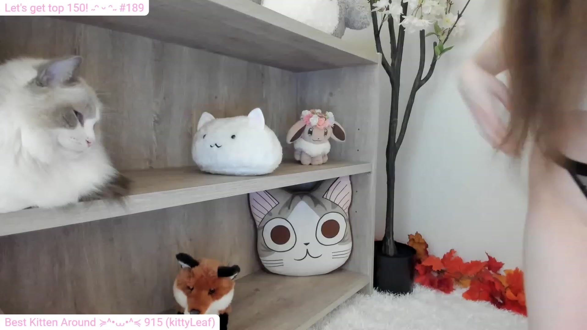 Gallery image thumbnail from Kitty's myfreecams stream on, 12/21/2023, 07:40 image 16 of 20
