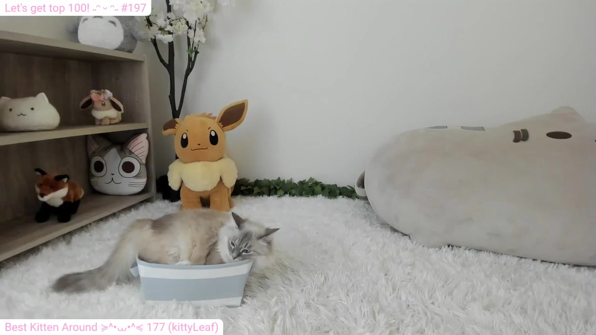 Gallery image thumbnail from Kitty's myfreecams stream on, 01/25/2024, 06:53 image 16 of 20