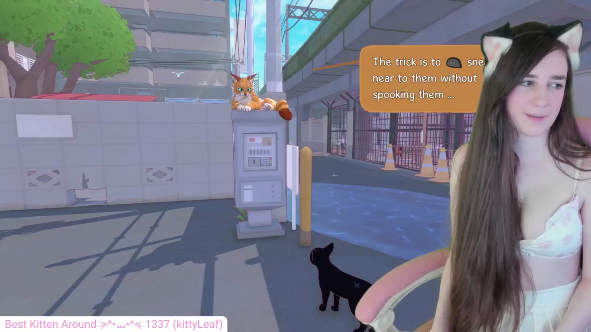 Gallery image thumbnail from Kitty's myfreecams stream on, 05/11/2024, 05:59 image 12 of 20