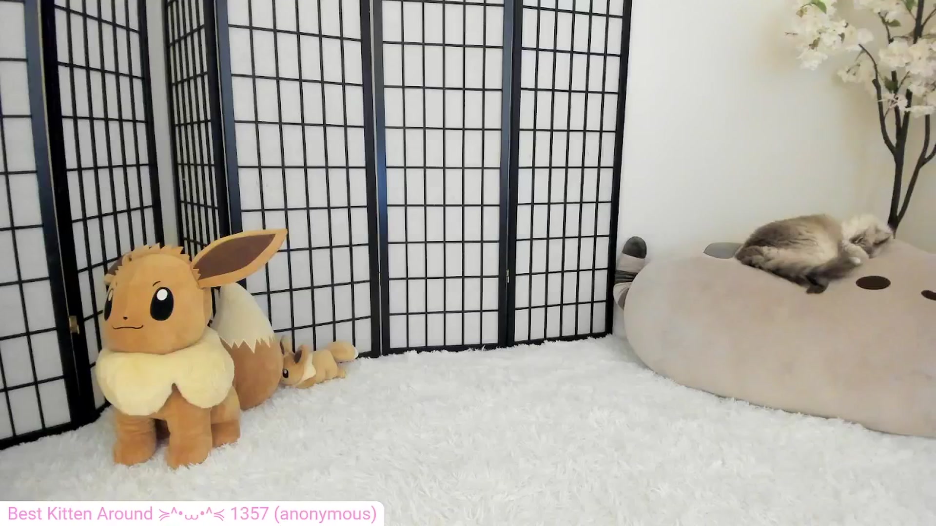 Gallery image thumbnail from Kitty's myfreecams stream on, 05/17/2024, 05:47 image 16 of 20