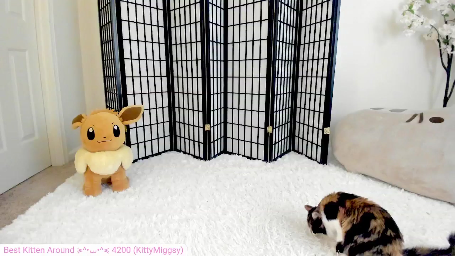 Gallery image thumbnail from Kitty's myfreecams stream on, 07/14/2024, 06:45 image 10 of 20