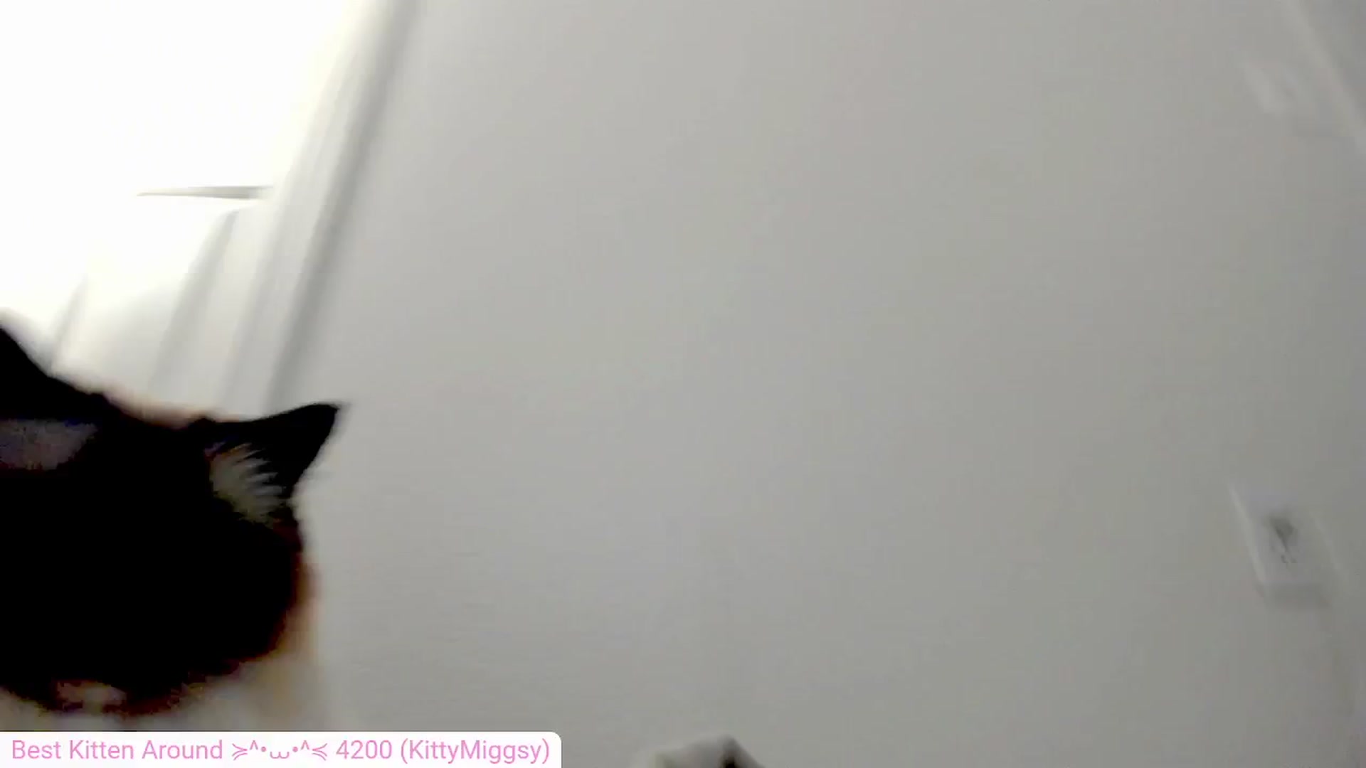 Gallery image thumbnail from Kitty's myfreecams stream on, 07/14/2024, 06:45 image 19 of 20