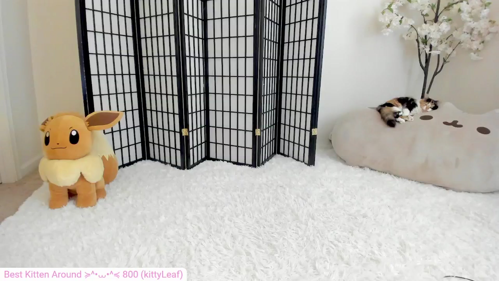 Gallery image thumbnail from Kitty's myfreecams stream on, 07/21/2024, 06:36 image 20 of 20