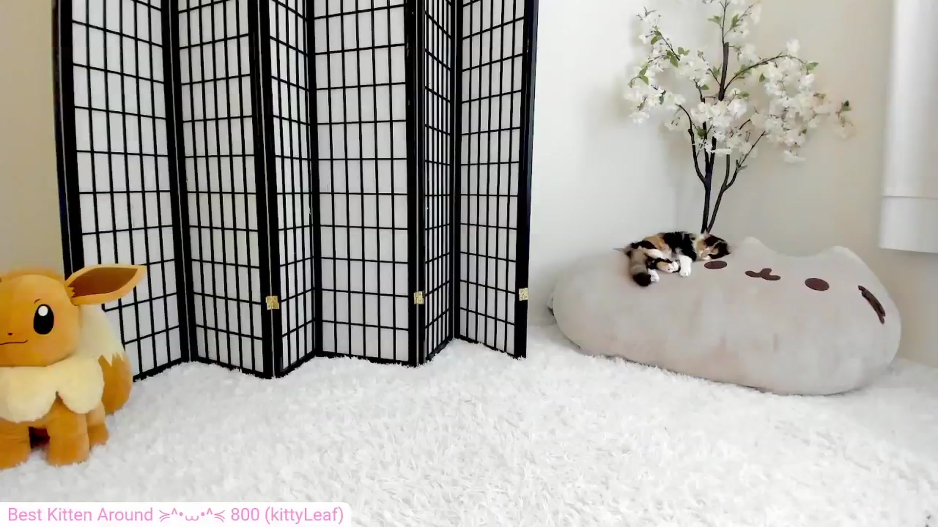 Gallery image thumbnail from Kitty's myfreecams stream on, 07/21/2024, 07:22 image 3 of 20