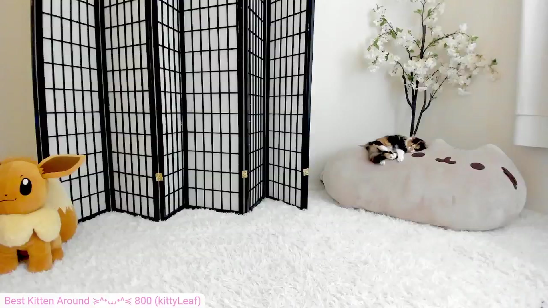 Gallery image thumbnail from Kitty's myfreecams stream on, 07/21/2024, 07:22 image 4 of 20