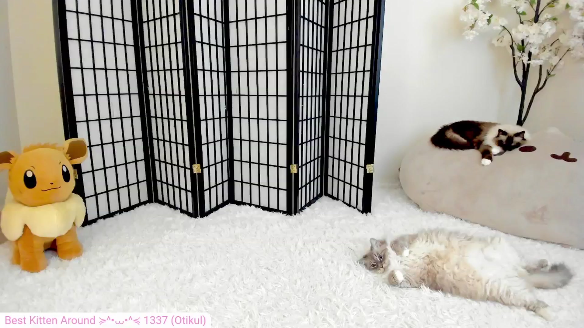 Gallery image thumbnail from Kitty's myfreecams stream on, 07/22/2024, 06:14 image 15 of 20