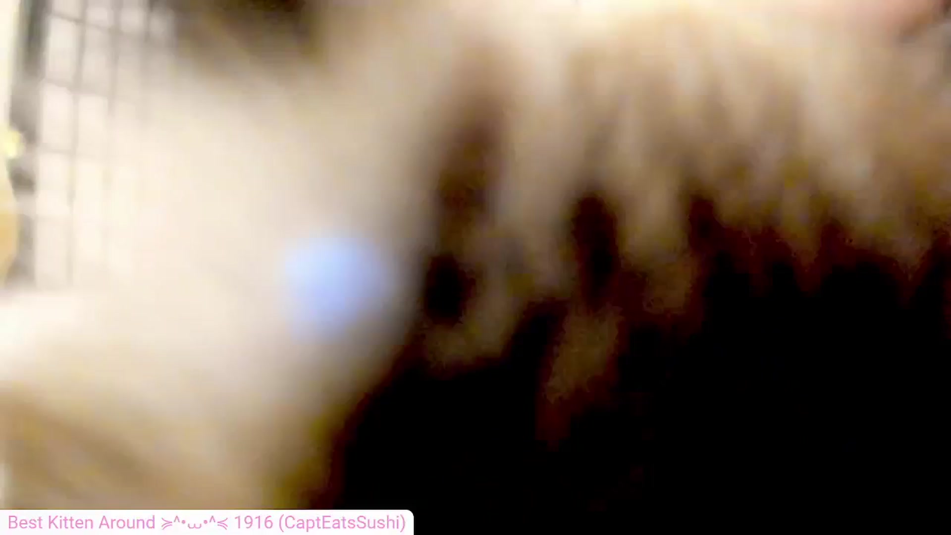 Gallery image thumbnail from Kitty's myfreecams stream on, 07/23/2024, 05:39 image 12 of 20