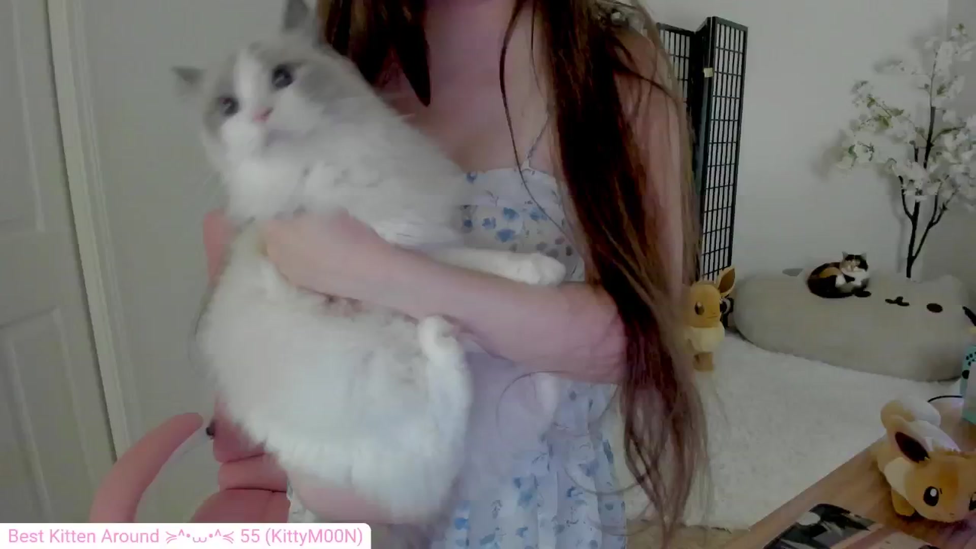 Gallery image thumbnail from Kitty's myfreecams stream on, 09/11/2024, 03:39 image 2 of 20