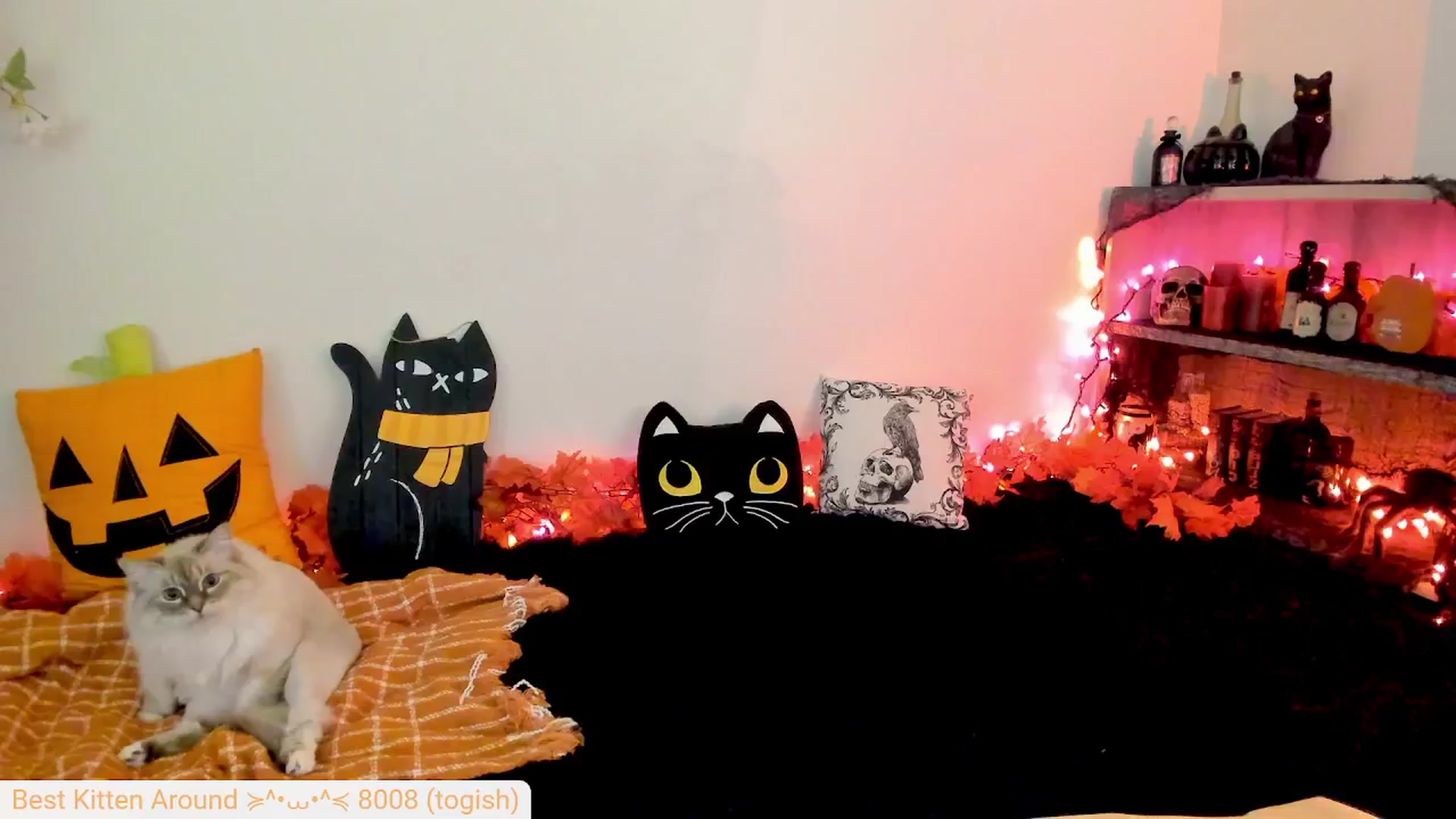 Gallery image thumbnail from Kitty's myfreecams stream on, 10/01/2024, 09:13 image 17 of 20