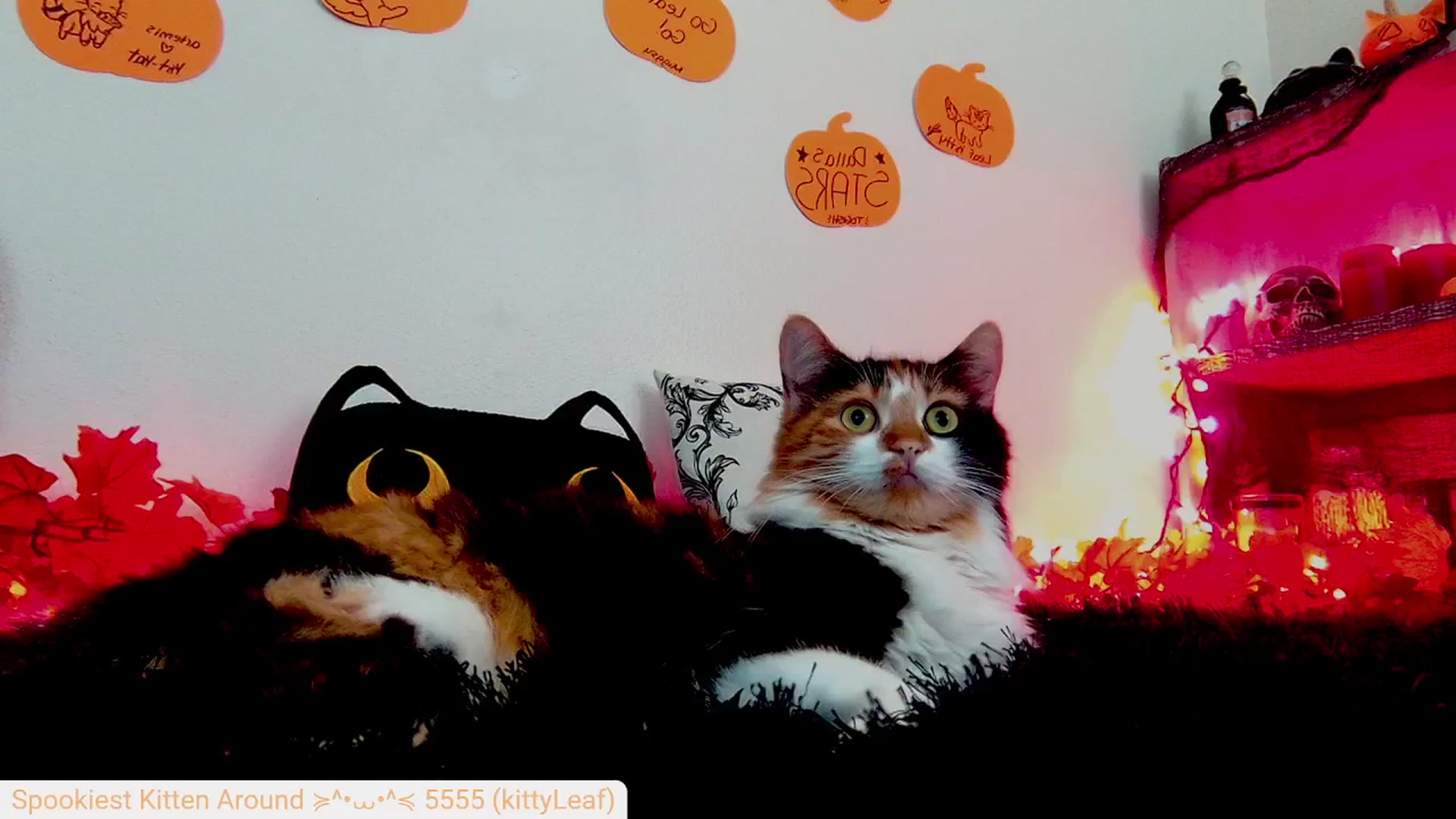 Gallery image thumbnail from Kitty's myfreecams stream on, 10/09/2024, 05:18 image 6 of 20