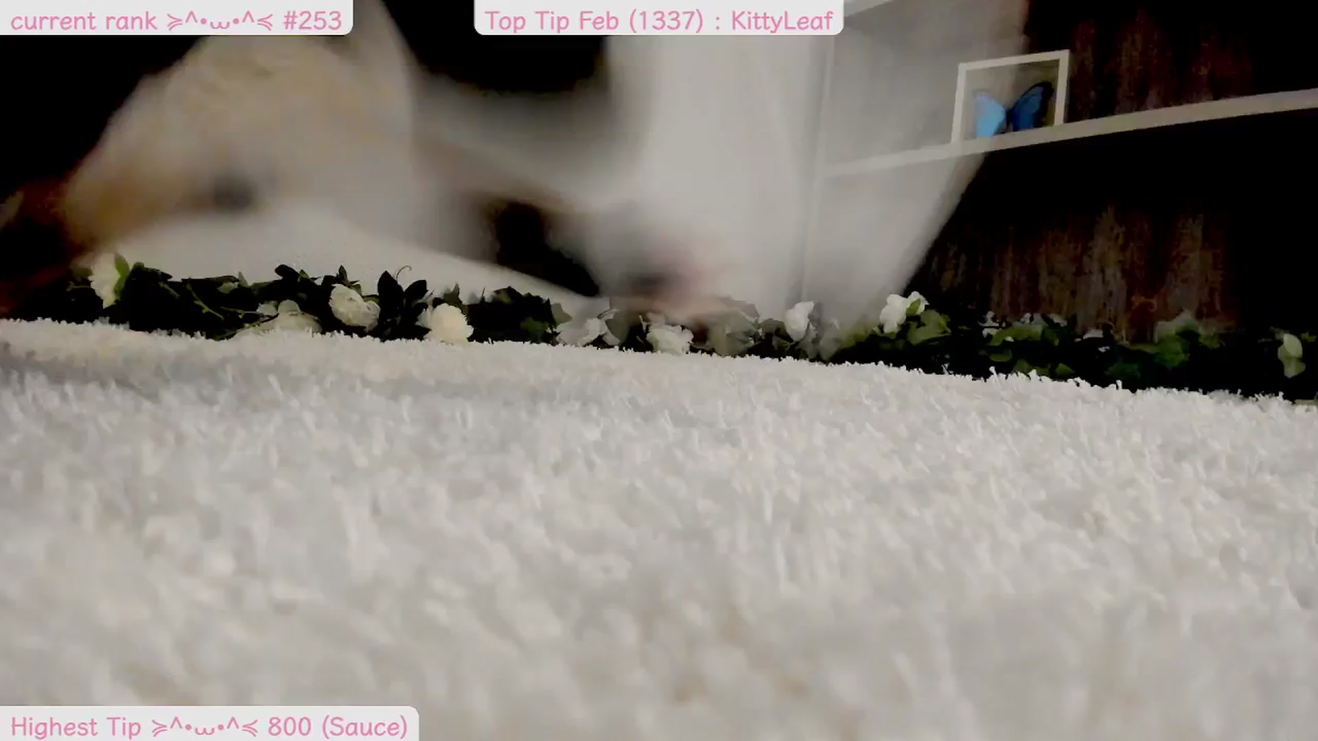 Gallery image thumbnail from Kitty's myfreecams stream on, 02/14/2025, 09:29 image 7 of 20