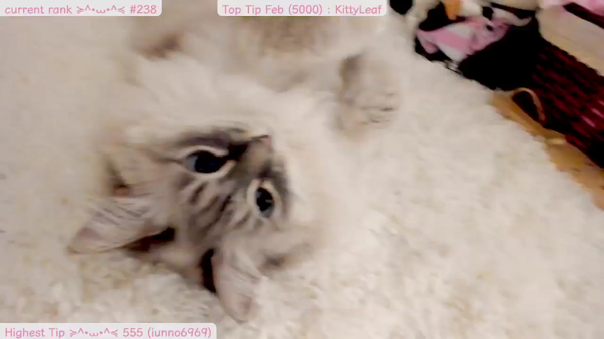 Gallery image thumbnail from Kitty's myfreecams stream on, 02/26/2025, 09:30 image 19 of 20