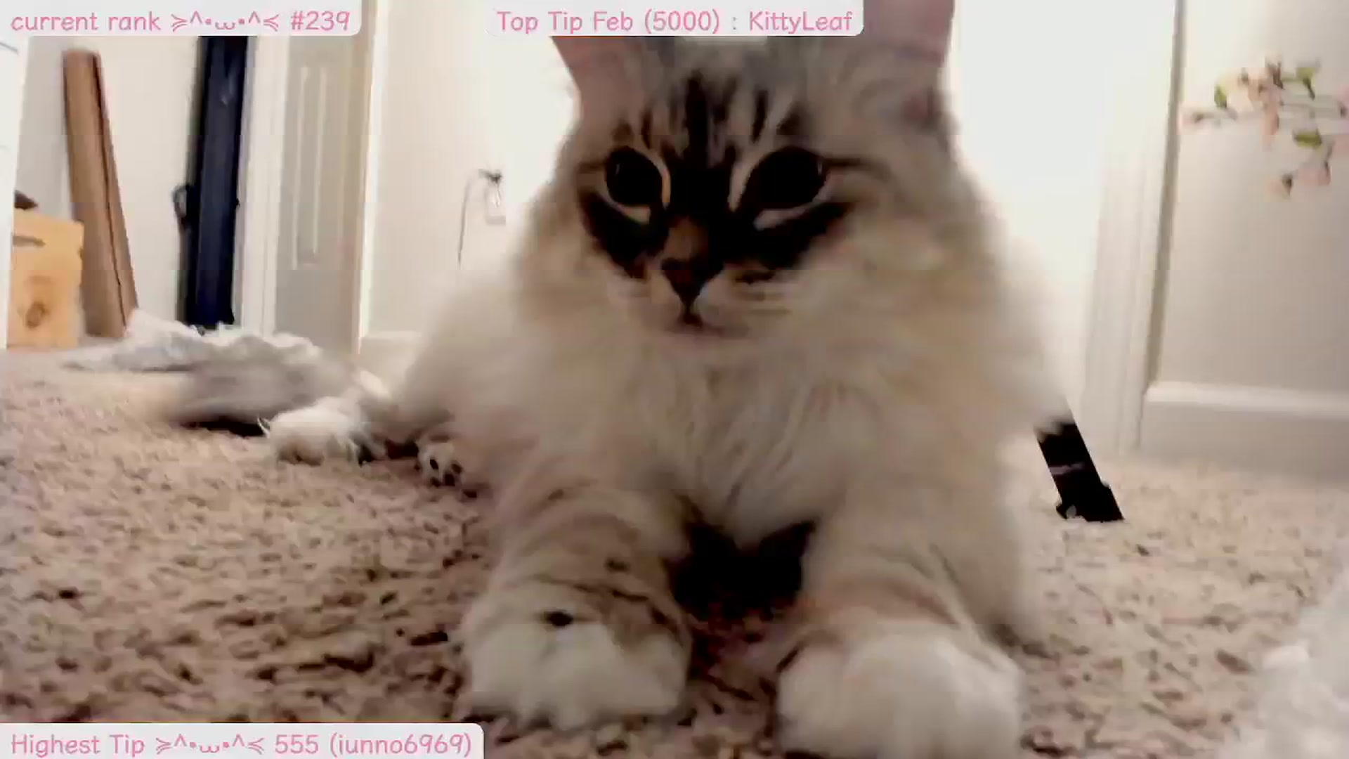 Gallery image thumbnail from Kitty's myfreecams stream on, 02/26/2025, 09:30 image 12 of 20
