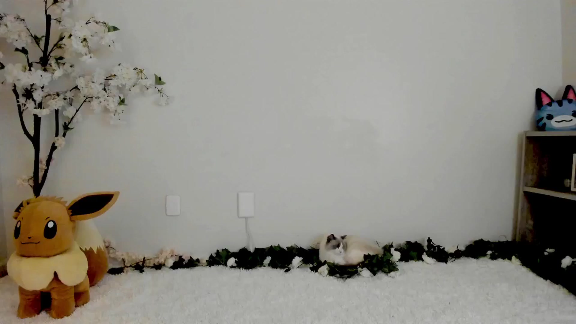 Gallery image thumbnail from Kitty's myfreecams stream on, 03/13/2025, 05:15 image 12 of 20