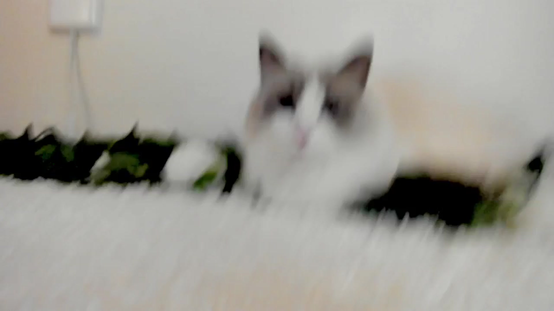 Gallery image thumbnail from Kitty's myfreecams stream on, 03/13/2025, 06:48 image 5 of 20