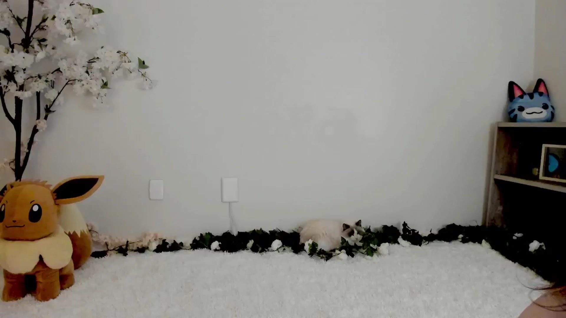 Gallery image thumbnail from Kitty's myfreecams stream on, 03/13/2025, 06:48 image 19 of 20
