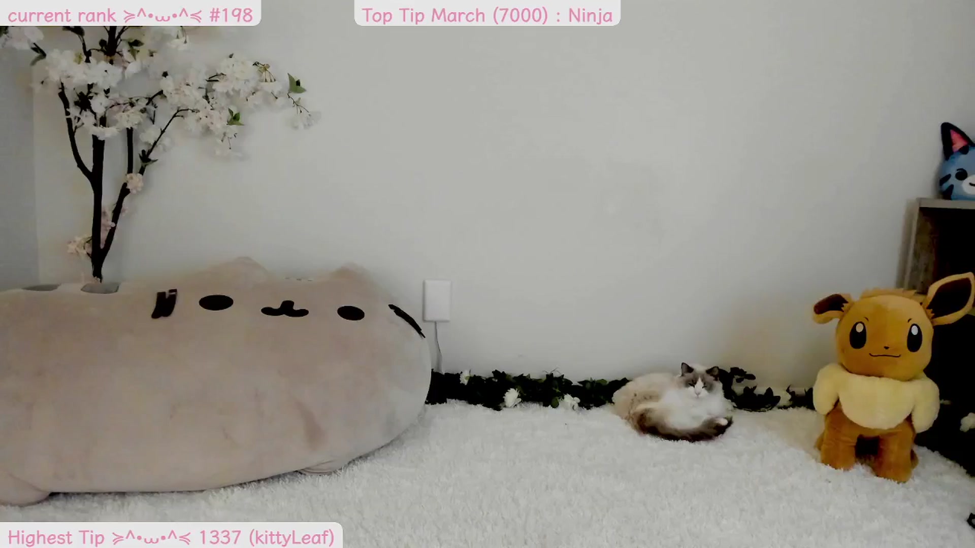 Gallery image thumbnail from Kitty's myfreecams stream on, 03/23/2025, 06:51 image 20 of 20