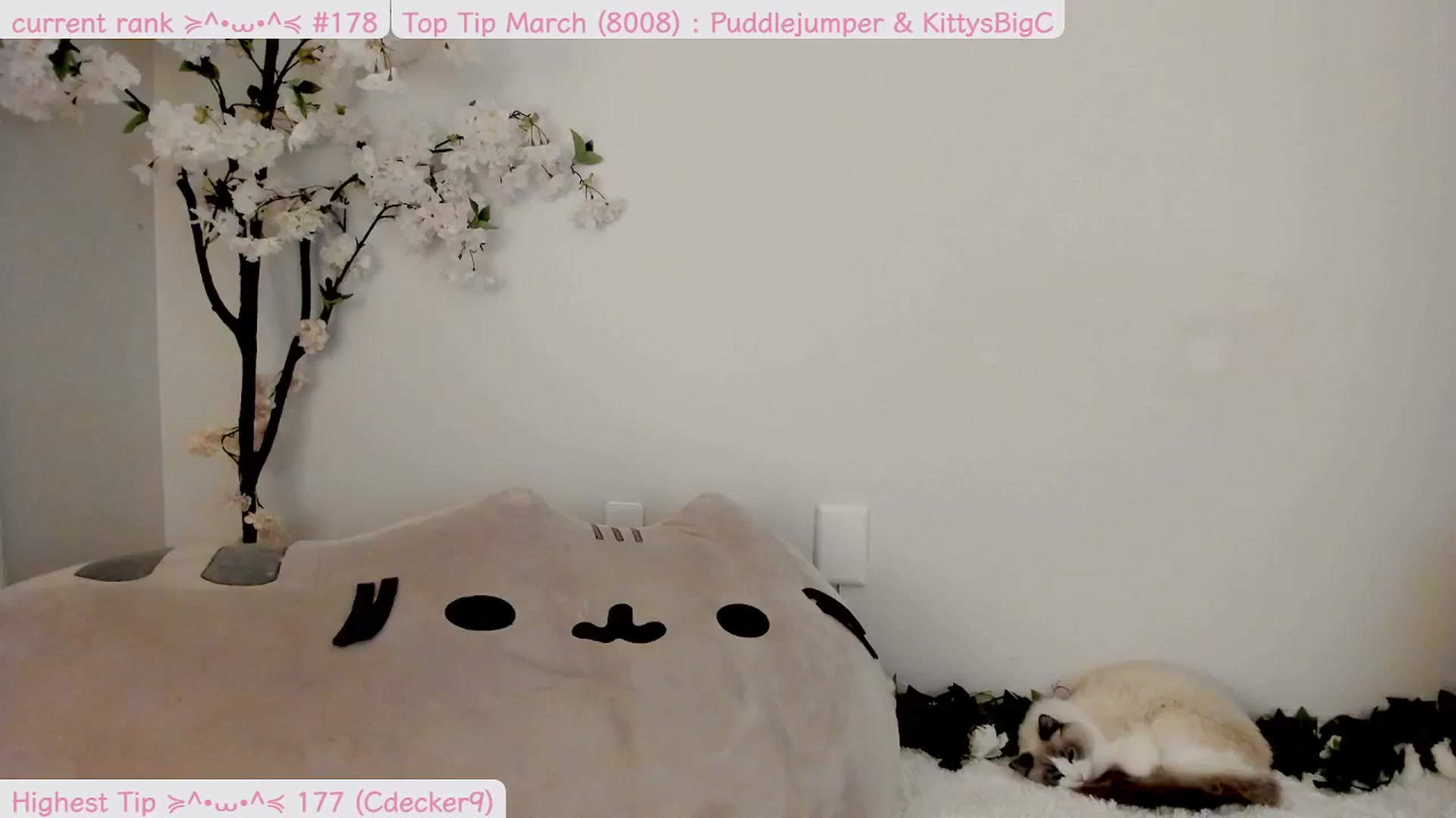 Gallery image thumbnail from Kitty's myfreecams stream on, 04/01/2025, 06:06 image 6 of 20