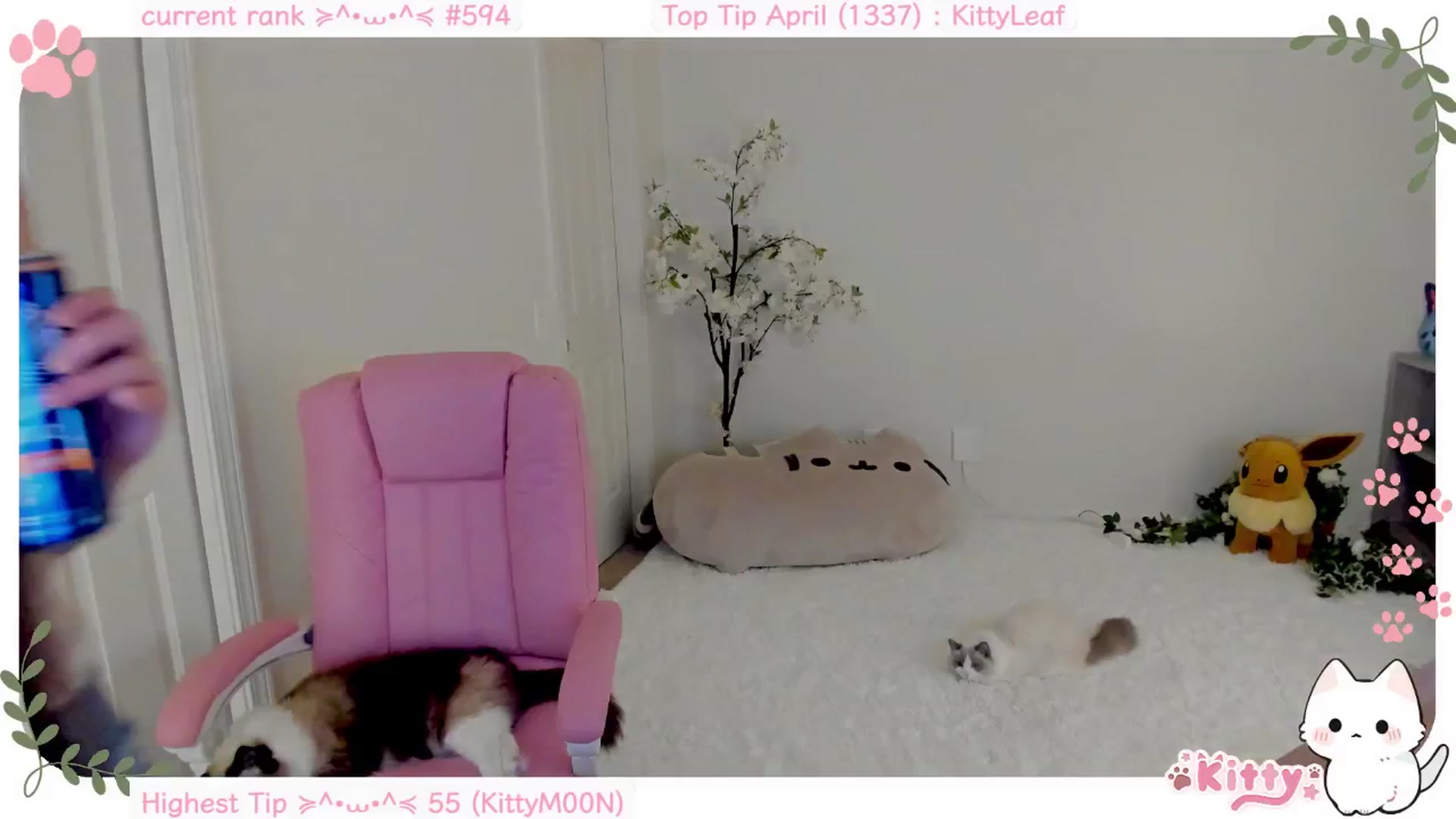 Gallery image thumbnail from Kitty's myfreecams stream on, 04/09/2025, 05:26 image 16 of 20