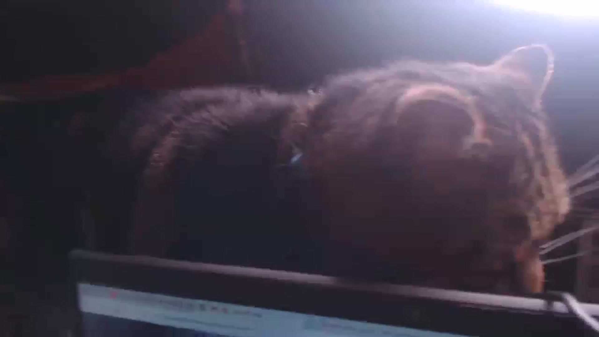 Gallery image thumbnail from KittyCash3w's myfreecams stream on, 04/19/2023, 19:17 image 1 of 20