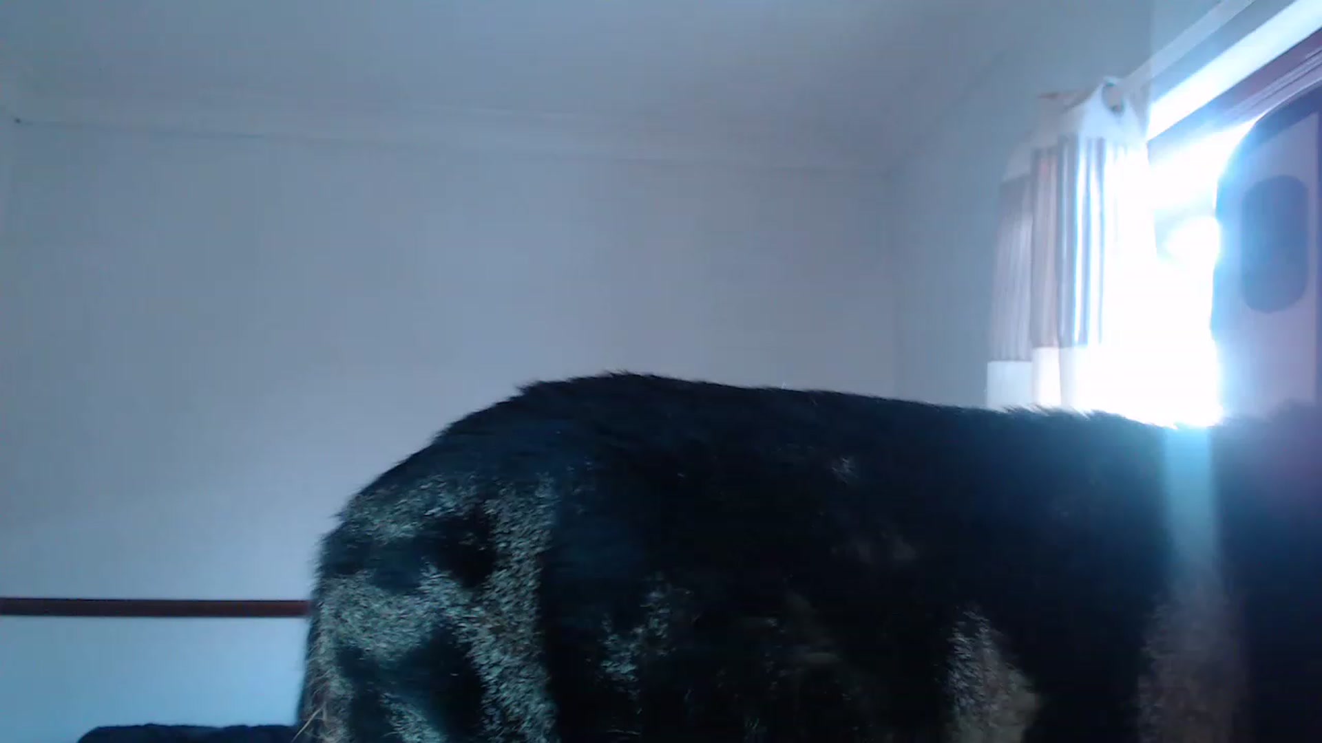 Gallery image thumbnail from KittyCash3w's myfreecams stream on, 06/21/2023, 19:50 image 18 of 20
