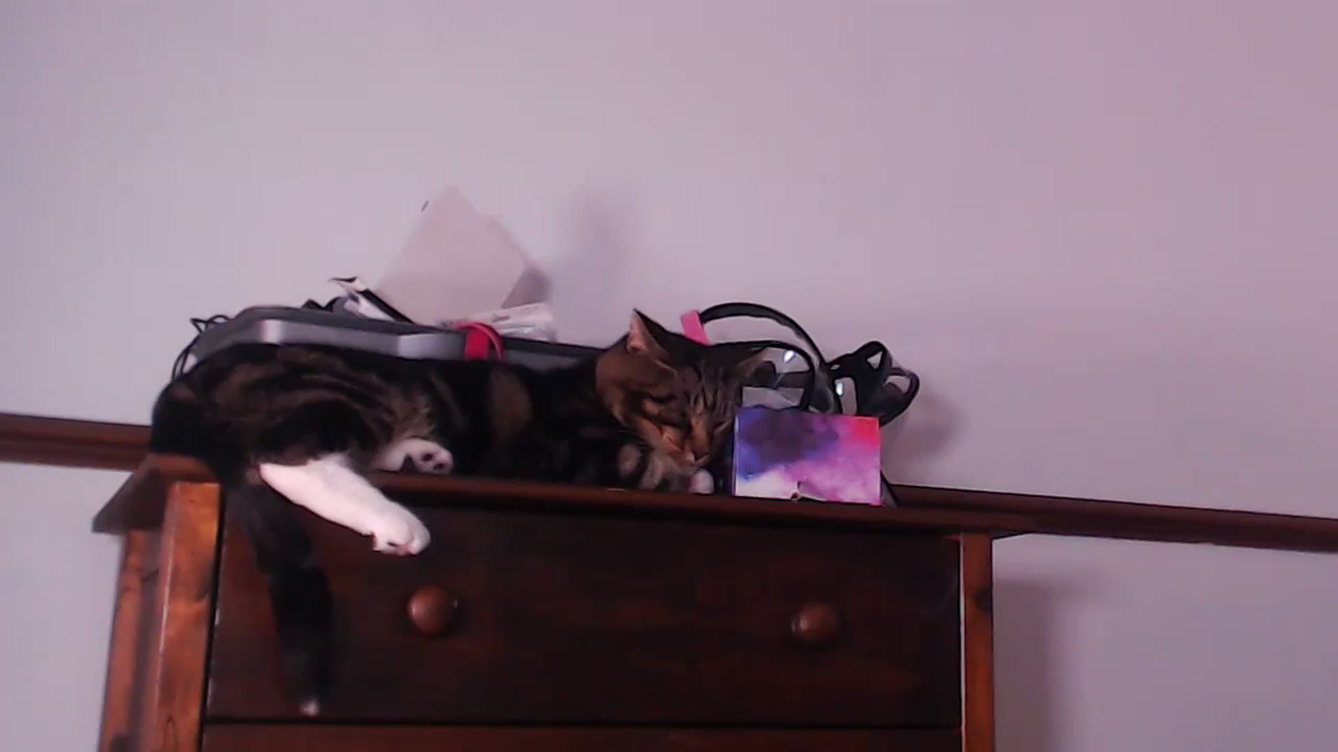Gallery image thumbnail from KittyCash3w's myfreecams stream on, 09/02/2023, 17:42 image 17 of 20