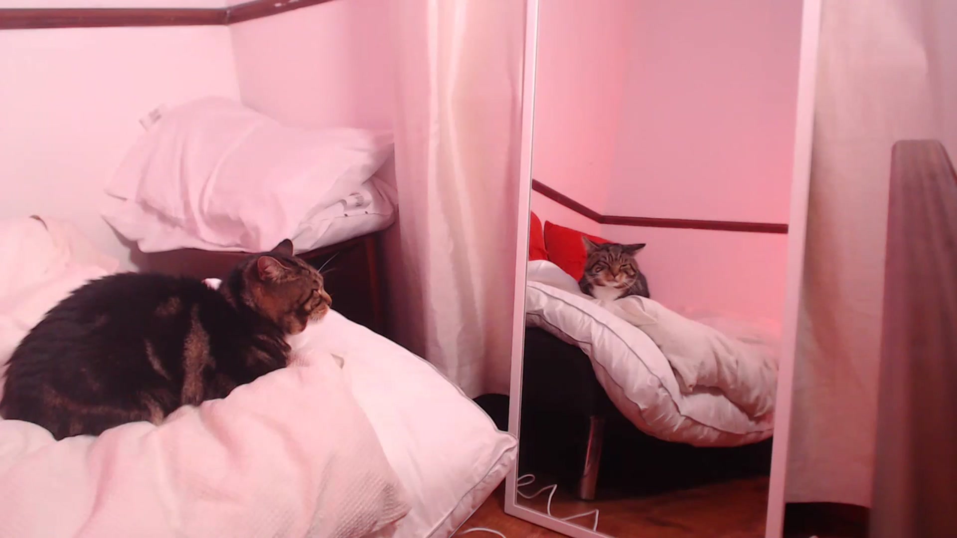 Gallery image thumbnail from KittyCash3w's myfreecams stream on, 10/26/2023, 18:16 image 20 of 20