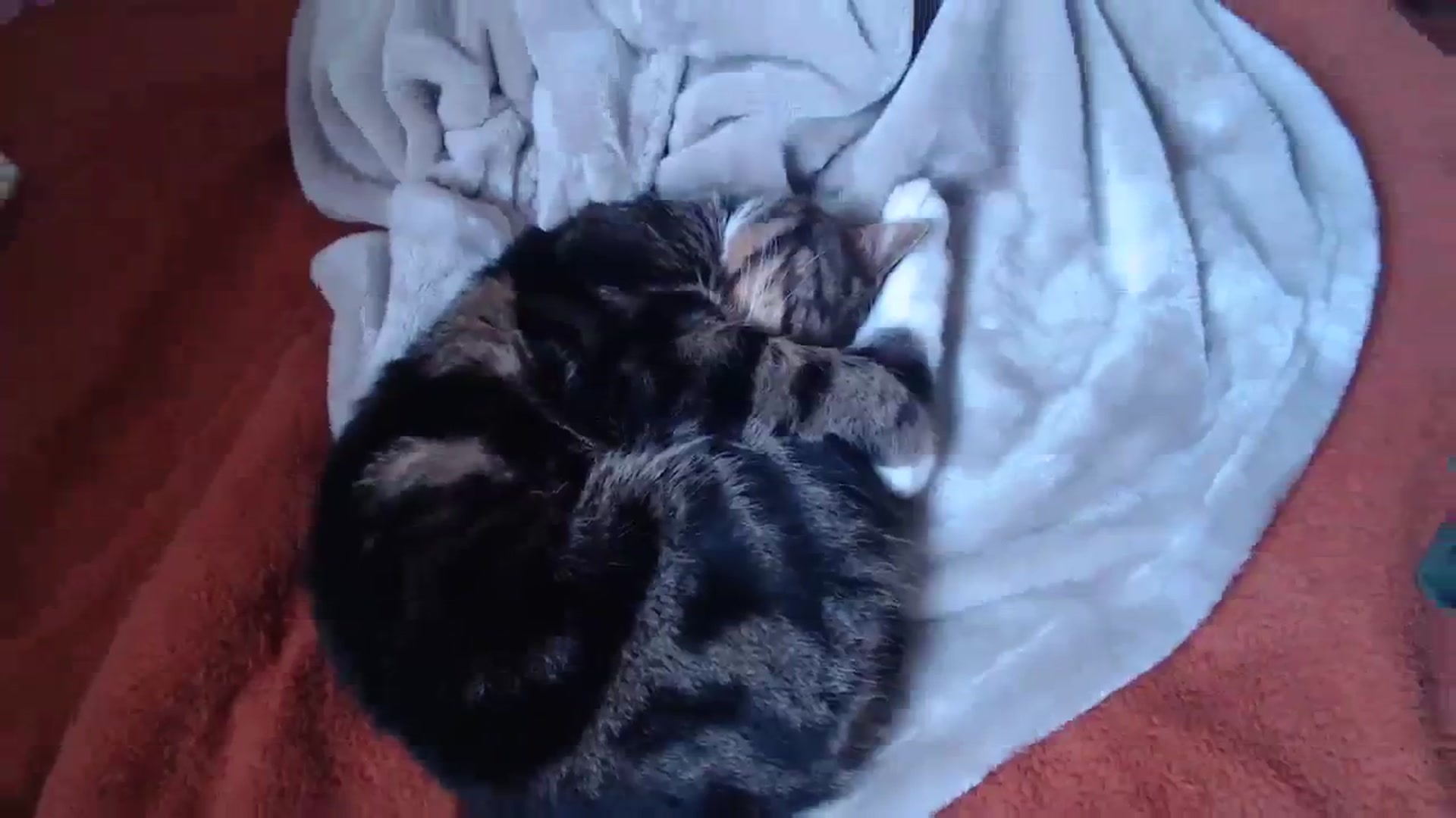 Gallery image thumbnail from KittyCash3w's myfreecams stream on, 04/14/2024, 14:58 image 15 of 20