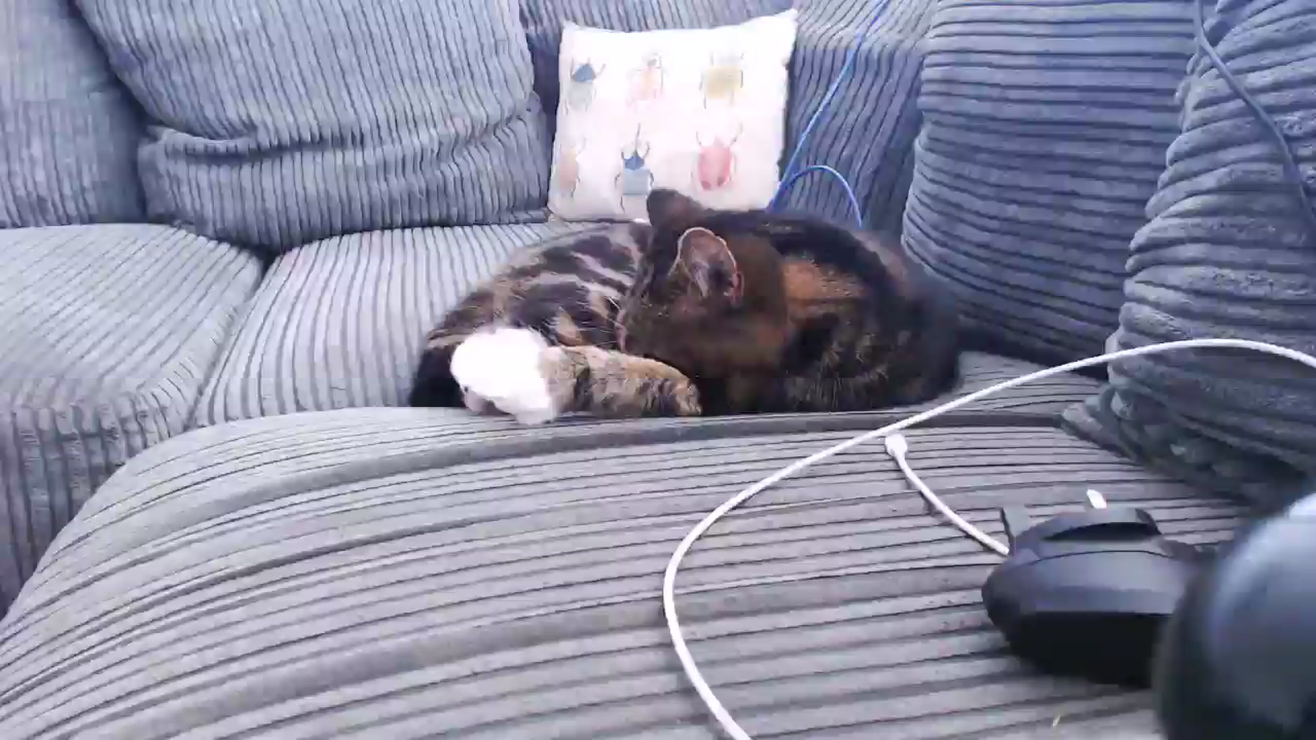 Gallery image thumbnail from KittyCash3w's myfreecams stream on, 07/17/2024, 12:29 image 19 of 20