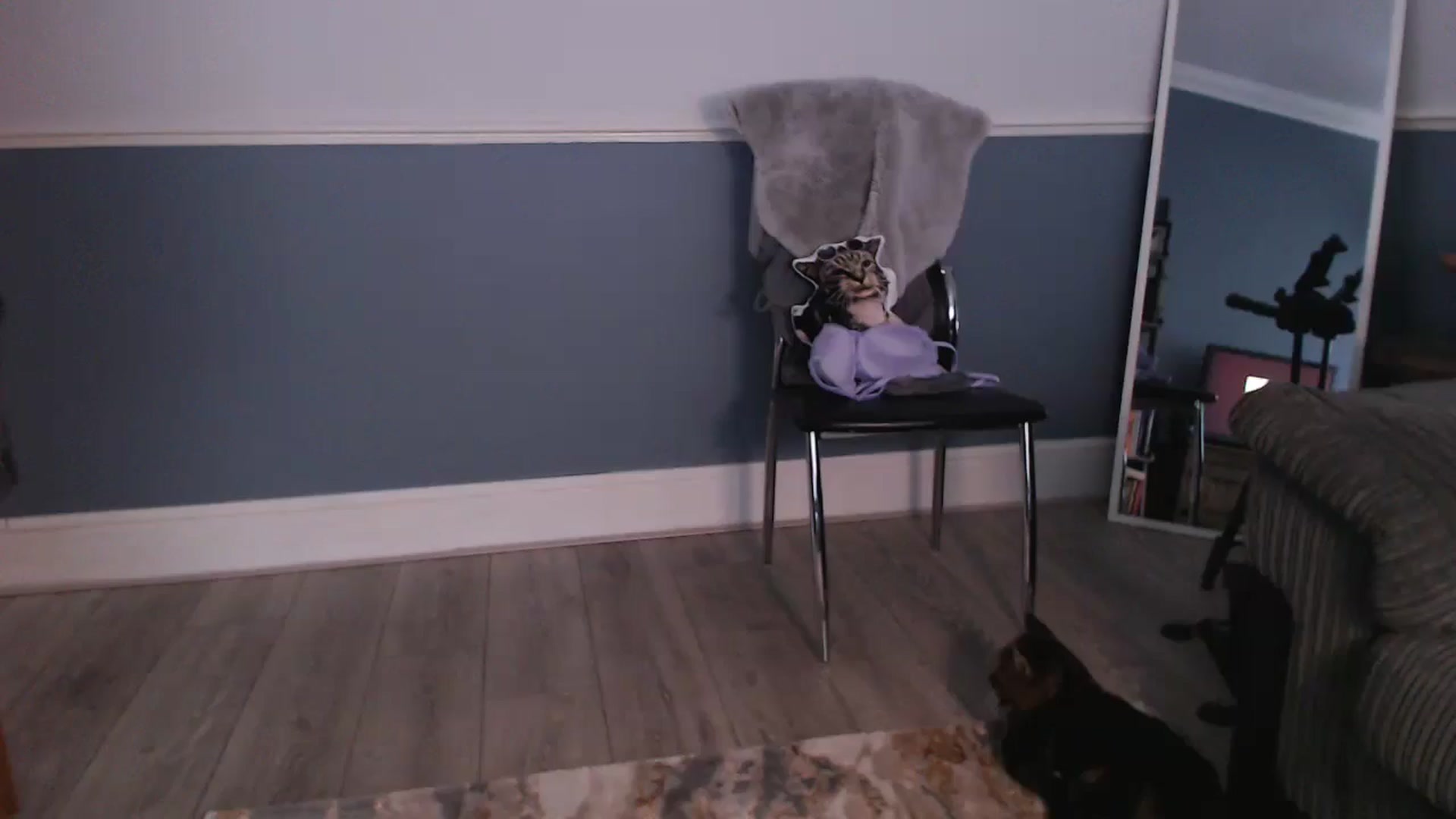 Gallery image thumbnail from KittyCash3w's myfreecams stream on, 07/18/2024, 17:45 image 13 of 20