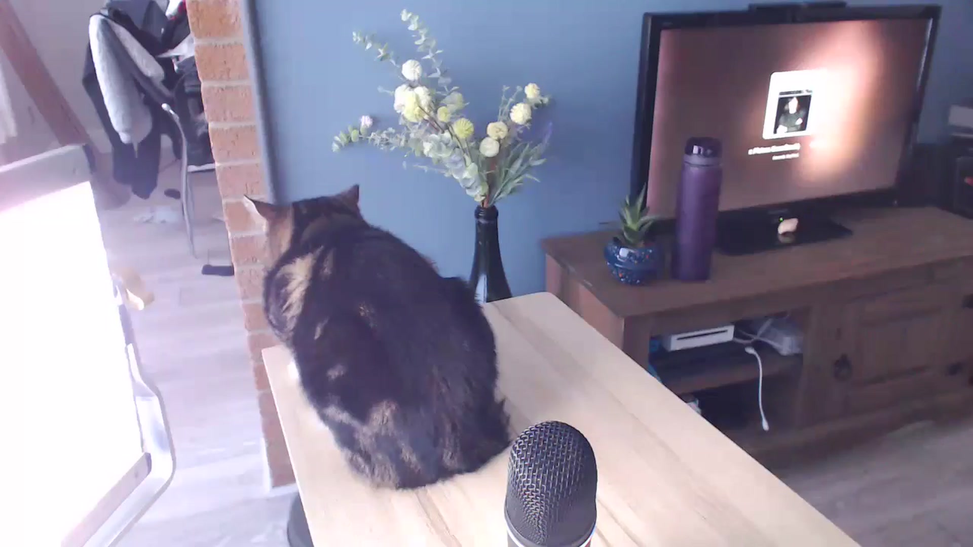 Gallery image thumbnail from KittyCash3w's myfreecams stream on, 08/17/2024, 16:57 image 17 of 20