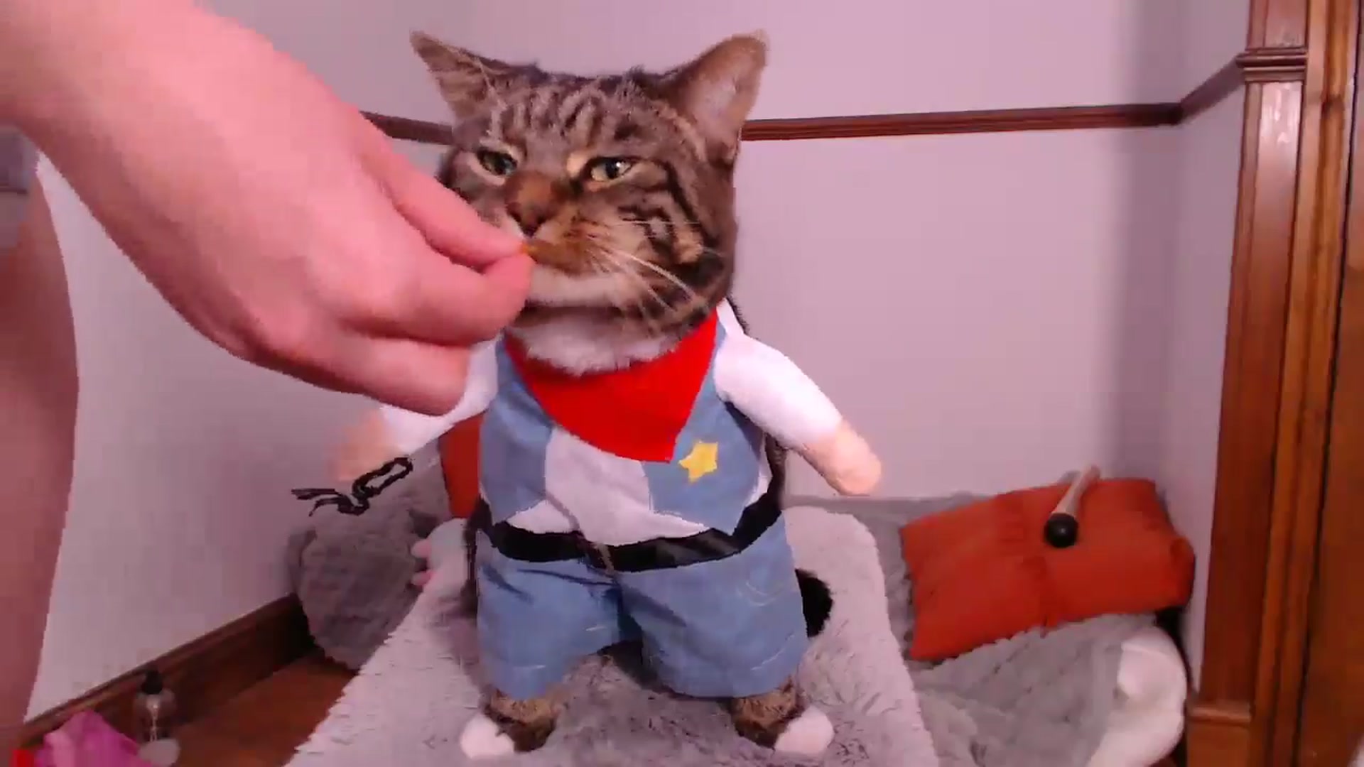 Gallery image thumbnail from KittyCash3w's myfreecams stream on, 03/28/2025, 21:57 image 15 of 20