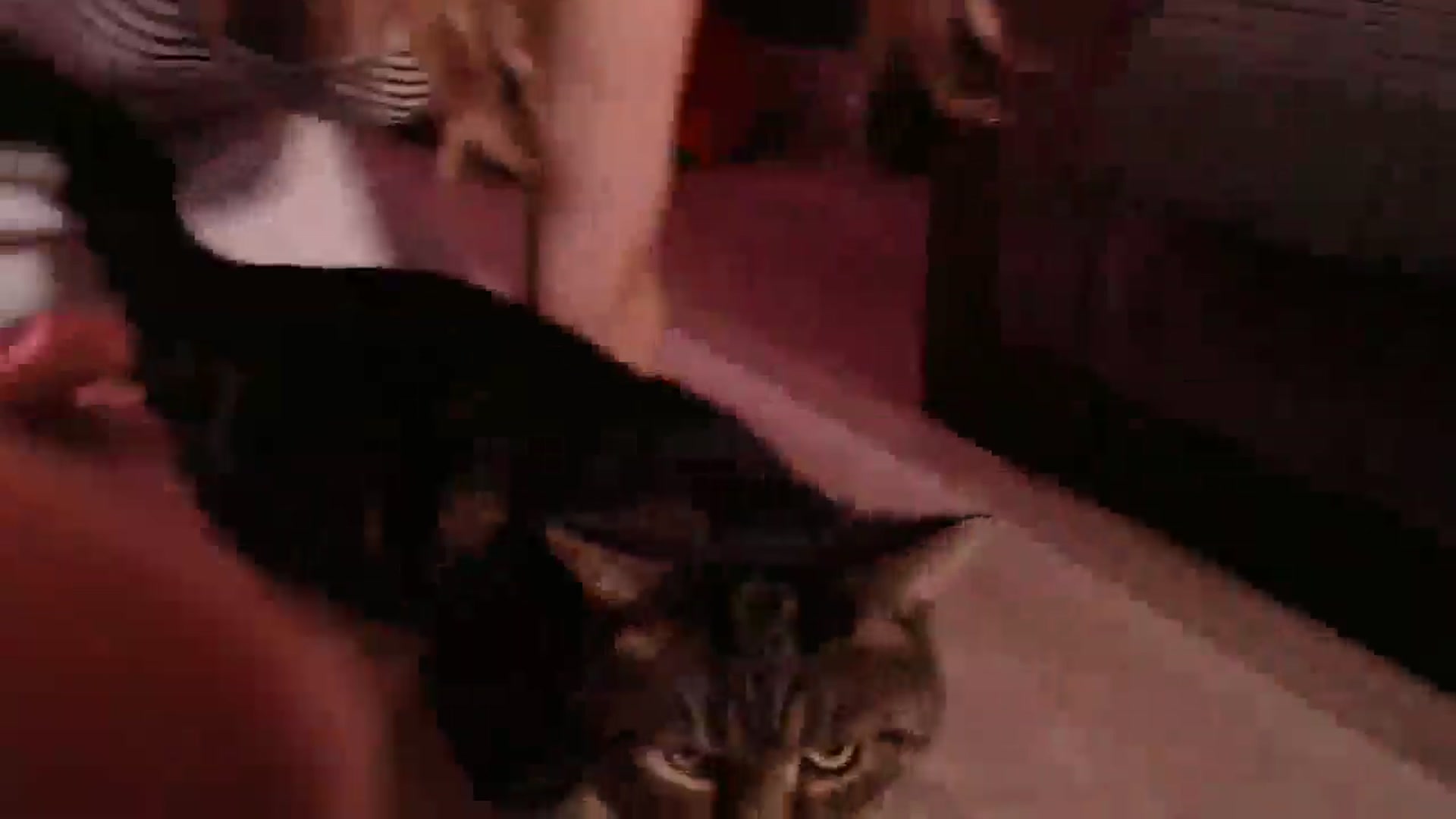 Gallery image thumbnail from KittyCash3w's myfreecams stream on, 08/13/2025, 19:06 image 19 of 20