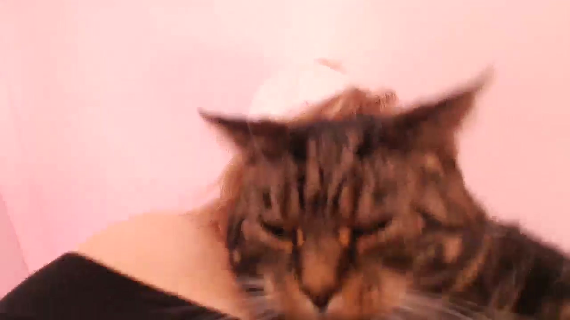 Gallery image thumbnail from KittyCash3w's myfreecams stream on, 03/26/2026, 11:36 image 8 of 20