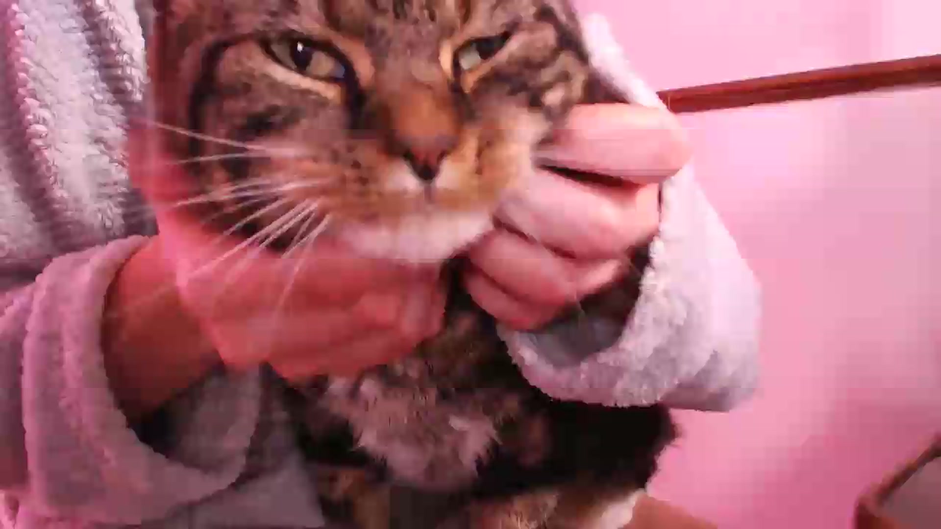 Gallery image thumbnail from KittyCash3w's myfreecams stream on, 05/17/2026, 18:58 image 18 of 20